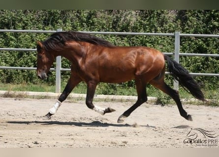 PRE, Hengst, 4 Jaar, 165 cm, Bruin