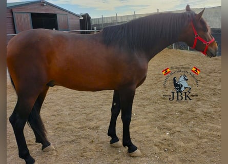 PRE Mix, Hengst, 4 Jaar, 165 cm, Bruin