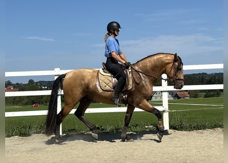 PRE, Hengst, 4 Jaar, 165 cm, Falbe