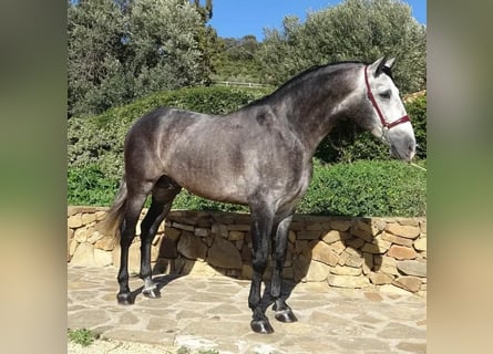PRE Mix, Hengst, 4 Jaar, 165 cm, Schimmel