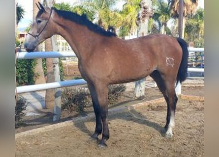 PRE Mix, Hengst, 4 Jaar, 165 cm, Schimmel