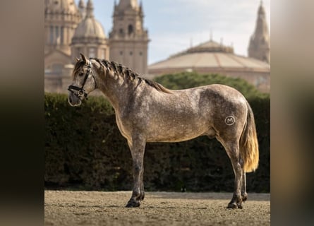 PRE Mix, Hengst, 4 Jaar, 165 cm, Schimmel