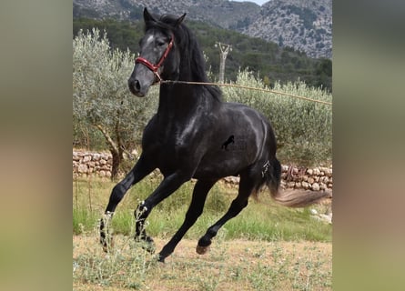 PRE, Hengst, 4 Jaar, 165 cm, Schimmel