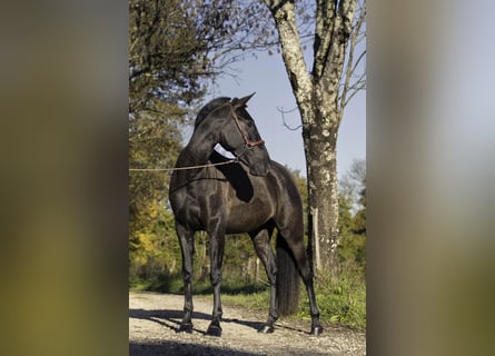 PRE Mix, Hengst, 4 Jaar, 165 cm, Zwart
