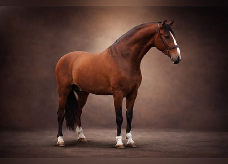 PRE Mix, Hengst, 4 Jaar, 166 cm, Bruin