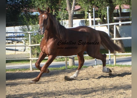 PRE, Hengst, 4 Jaar, 166 cm, Vos