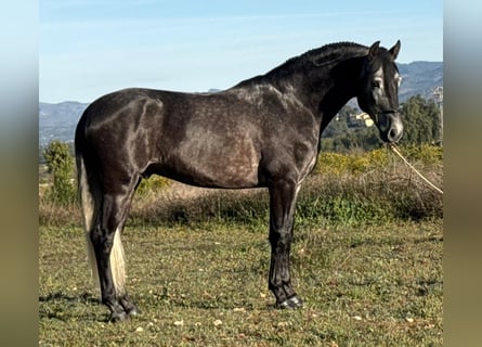 PRE Mix, Hengst, 4 Jaar, 166 cm, Zwartschimmel
