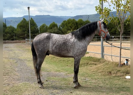 PRE Mix, Hengst, 4 Jaar, 167 cm, Appelschimmel