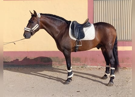 PRE Mix, Hengst, 4 Jaar, 167 cm, Bruin