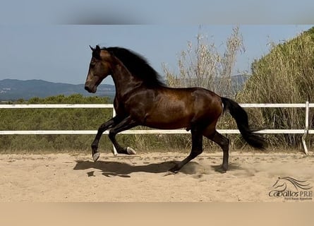 PRE, Hengst, 4 Jaar, 167 cm, Buckskin