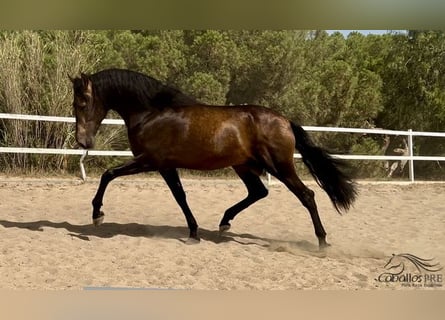 PRE, Hengst, 4 Jaar, 167 cm, Buckskin