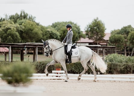 PRE, Hengst, 4 Jaar, 167 cm, Schimmel