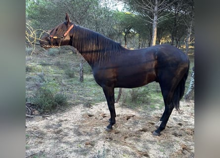 PRE Mix, Hengst, 4 Jaar, 167 cm, Zwart