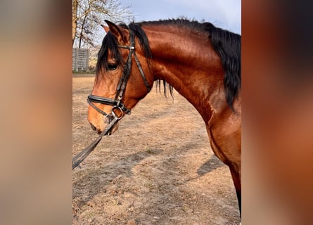 PRE, Hengst, 4 Jaar, 168 cm, Bruin