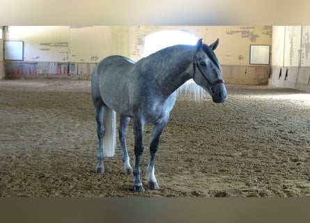 PRE, Hengst, 4 Jaar, 168 cm, Schimmel