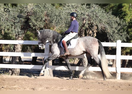 PRE, Hengst, 4 Jaar, 168 cm, Schimmel