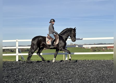 PRE Mix, Hengst, 4 Jaar, 168 cm, Zwart