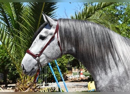 PRE, Hengst, 4 Jaar, 169 cm, Schimmel