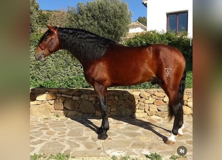 PRE Mix, Hengst, 4 Jaar, 170 cm, Bruin