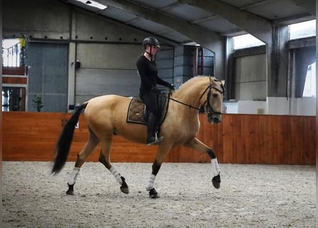 PRE Mix, Hengst, 4 Jaar, 170 cm, Buckskin