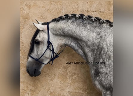 PRE Mix, Hengst, 4 Jaar, 170 cm, Schimmel