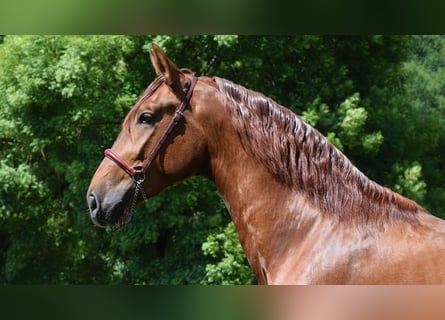 PRE, Hengst, 4 Jaar, 170 cm, Vos