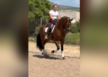 PRE, Hengst, 4 Jaar, 171 cm, Bruin