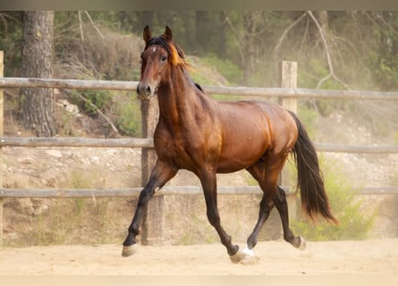 PRE Mix, Hengst, 4 Jaar, 172 cm, Bruin