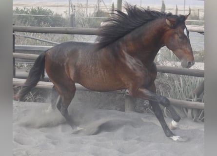 PRE Mix, Hengst, 4 Jaar, 173 cm