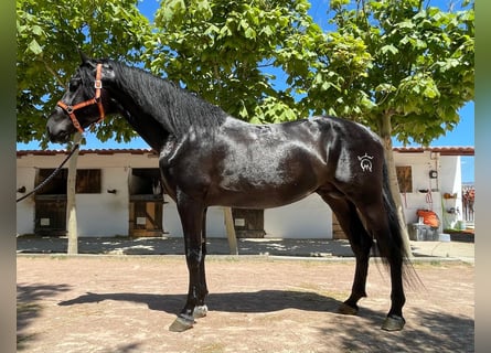 PRE, Hengst, 4 Jaar, 173 cm, Zwart