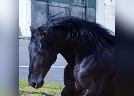 PRE, Hengst, 4 Jaar