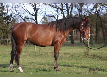 PRE, Hengst, 4 Jahre, 151 cm, Brauner