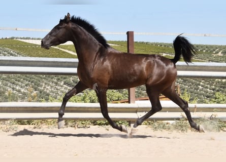 PRE, Hengst, 4 Jahre, 154 cm, Rappe