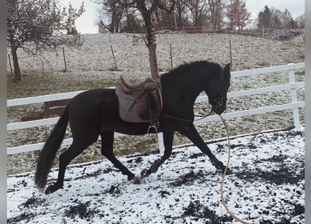 PRE, Hengst, 4 Jahre, 155 cm, Rappe