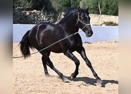 PRE, Hengst, 4 Jahre, 156 cm, Rappe