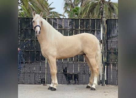 PRE Mix, Hengst, 4 Jahre, 157 cm, Palomino