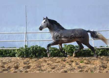 PRE, Hengst, 4 Jahre, 158 cm, Apfelschimmel