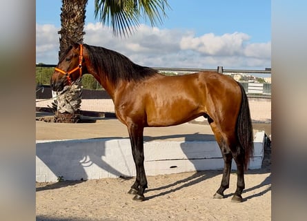 PRE Mix, Hengst, 4 Jahre, 158 cm, Brauner