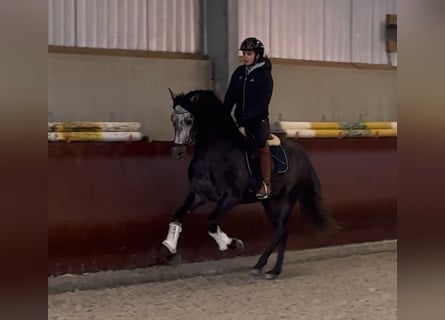 PRE Mix, Hengst, 4 Jahre, 158 cm, Rappschimmel