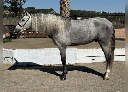 PRE Mix, Hengst, 4 Jahre, 158 cm, Schimmel