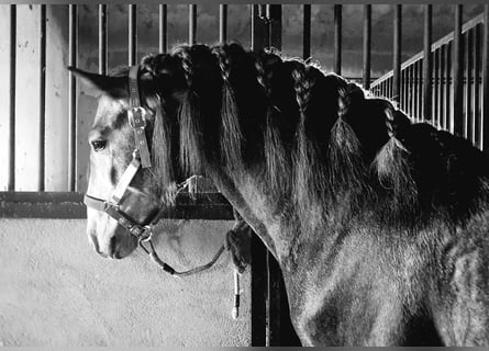 PRE Mix, Hengst, 4 Jahre, 158 cm, Schimmel