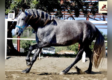 PRE, Hengst, 4 Jahre, 159 cm, Kann Schimmel werden