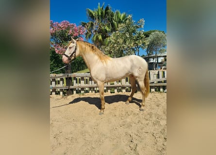 PRE, Hengst, 4 Jahre, 159 cm, Perlino