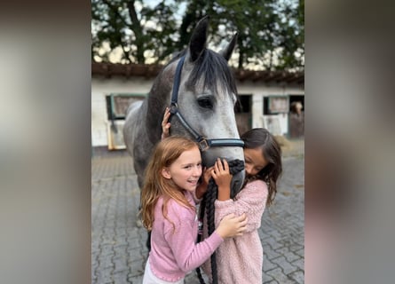PRE Mix, Hengst, 4 Jahre, 160 cm, Apfelschimmel
