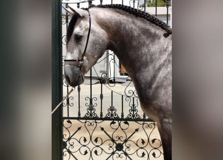 PRE Mix, Hengst, 4 Jahre, 160 cm, Apfelschimmel