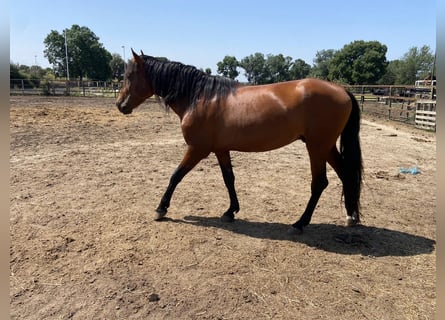 PRE, Hengst, 4 Jahre, 160 cm, Brauner