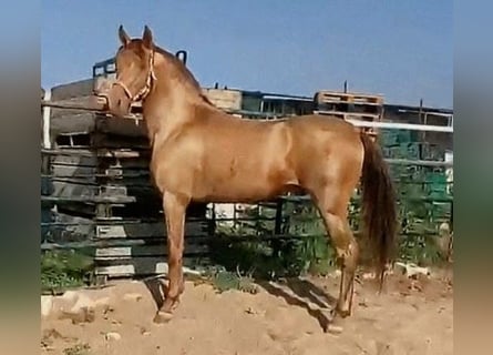 PRE, Hengst, 4 Jahre, 160 cm, Champagne