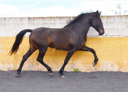 PRE, Hengst, 4 Jahre, 160 cm, Dunkelbrauner