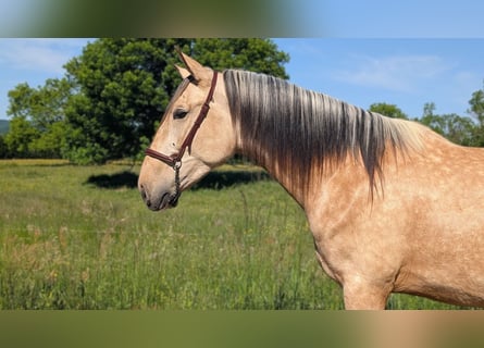 PRE Mix, Hengst, 4 Jahre, 160 cm, Falbe