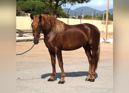 PRE Mix, Hengst, 4 Jahre, 160 cm, Fuchs